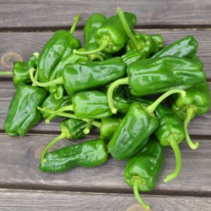 Padron web