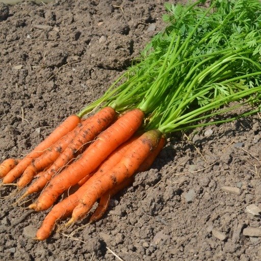 Carrot Amsterdam Forcing