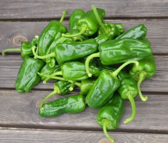 Padron web