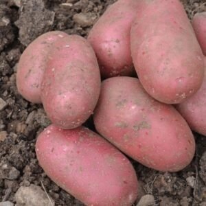 Potato Allouette