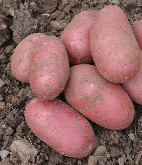 Potato Allouette