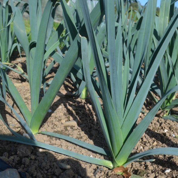 Leek Oslo F1
