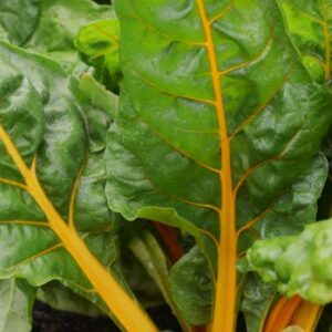 Chard Bright Yellow (11)