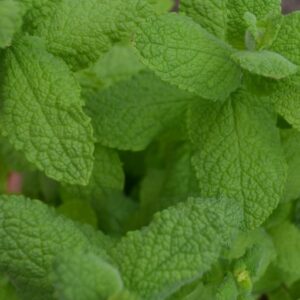 Mint, Egyptian/Round Leaved