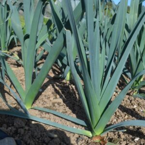 Leek Oslo F1