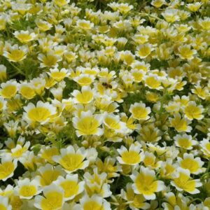 Limnanthes