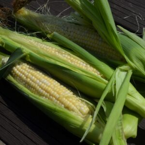 Sweet Corn My Fair Lady F1