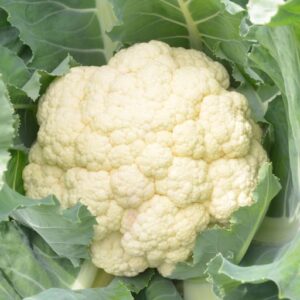 Cauliflower Amabile