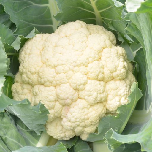 Cauliflower Amabile