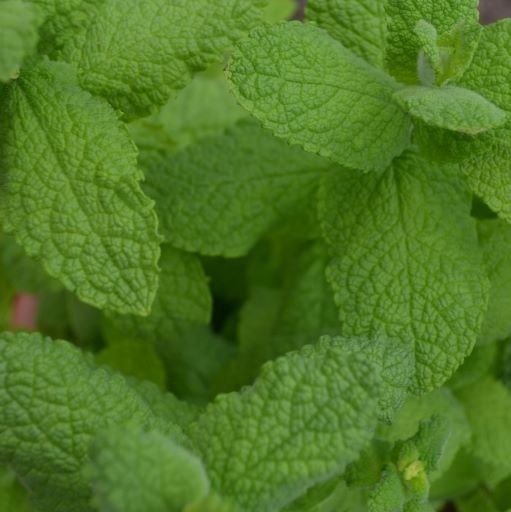 Mint, Egyptian/Round Leaved
