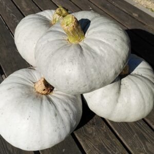 Hungarian Blue