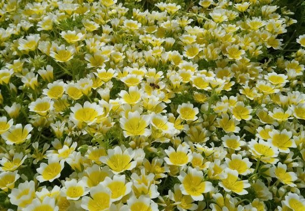 Limnanthes