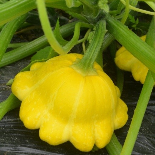Squash Pattison, Orange