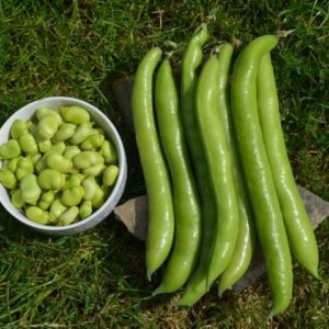 Broad Bean Aguadulce Supersimonia