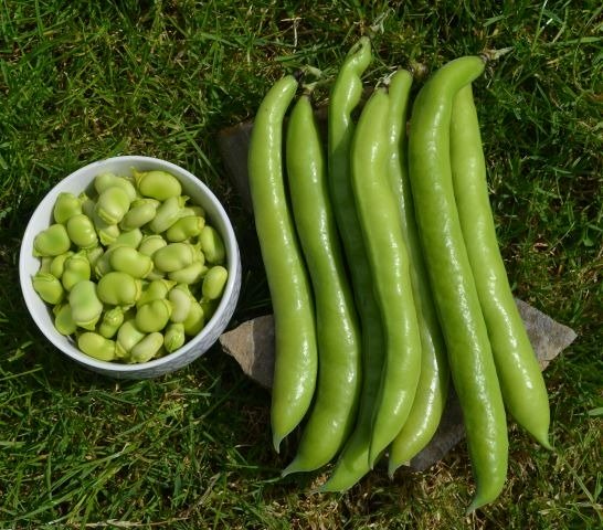 Broad Bean Aguadulce Supersimonia