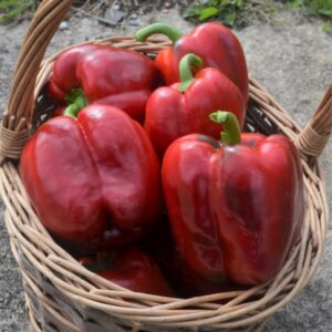 Di Asti Rosso (2)