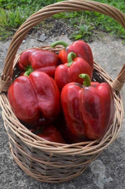 Di Asti Rosso (2)