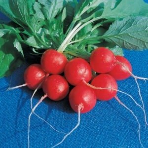 Organic Radish Raxe