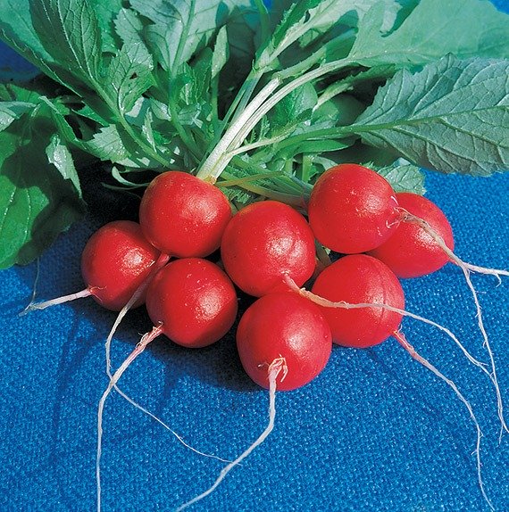 Organic Radish Raxe