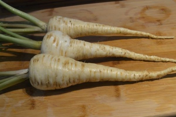 Parsnip Everton