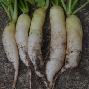 Radish Eiszapfen