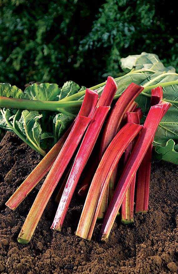 Rhubarb Victoria