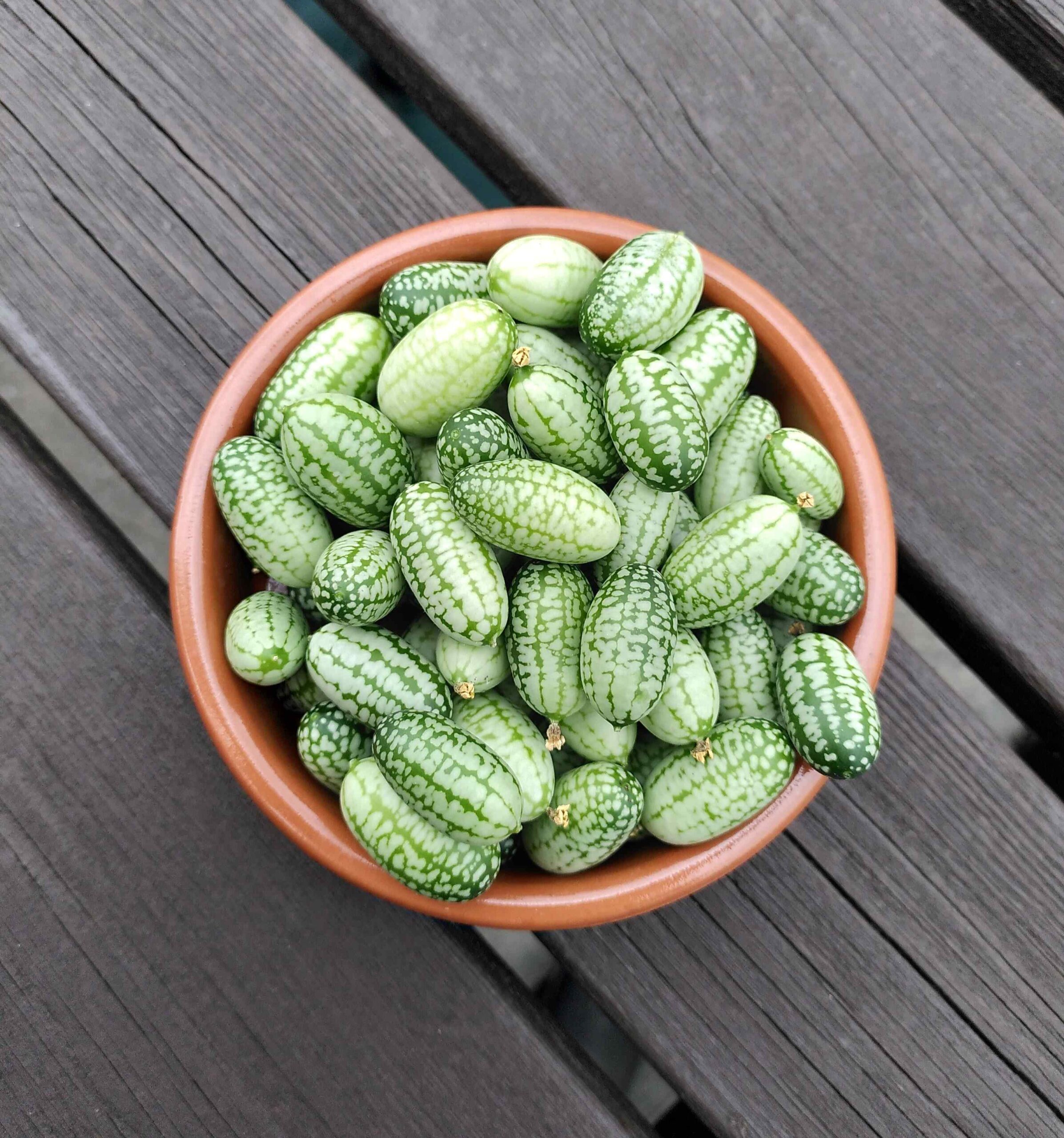 Cucamelon (2)