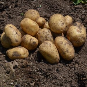 Seed Potato Alanis
