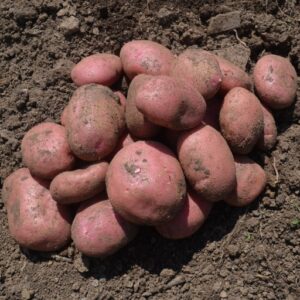 Seed Potato Java