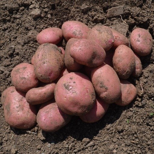Seed Potato Java