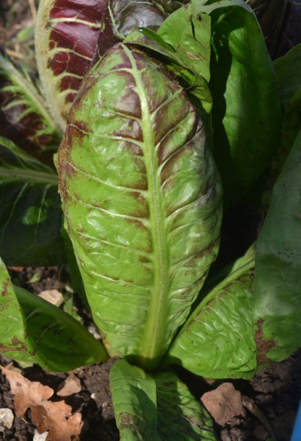 Chicory 206TT