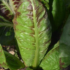 Chicory 206TT