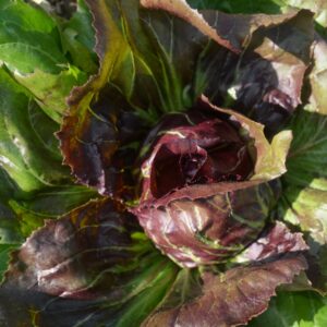 Chicory (Chioggia Type) 506TT