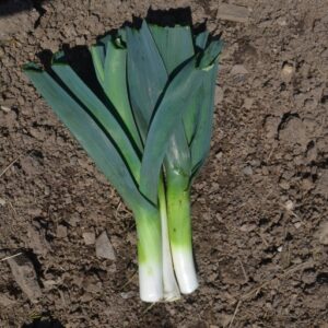 Leek Cherokee