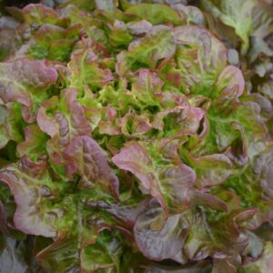 Rubinette