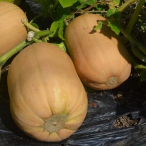 Squash Tibello