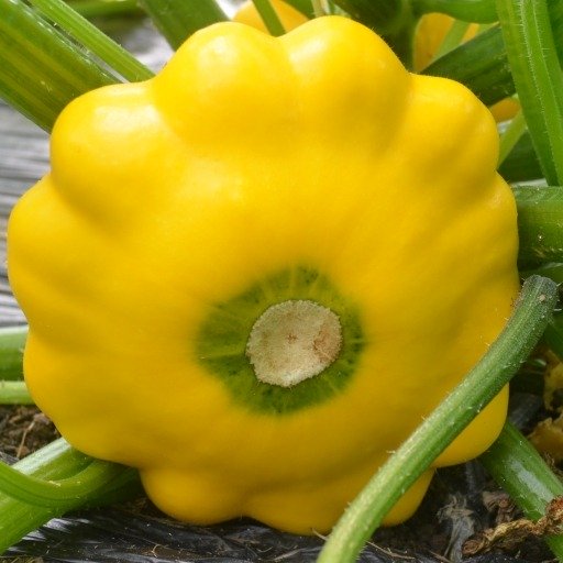 Squash Pattison, Jaune Vert