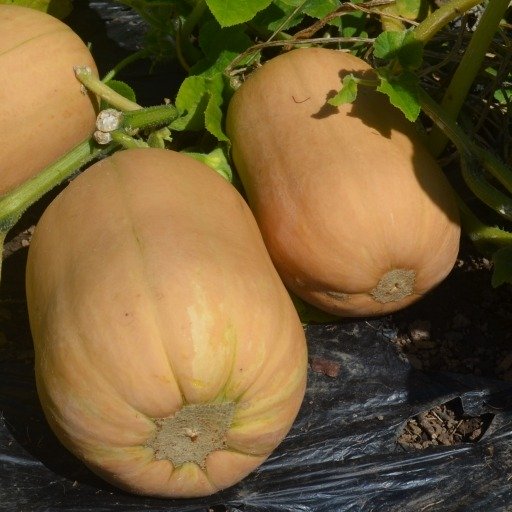 Squash Tibello