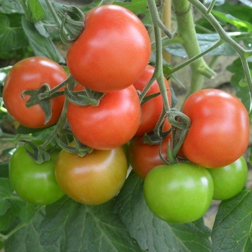 Tomato Bolstar Granda