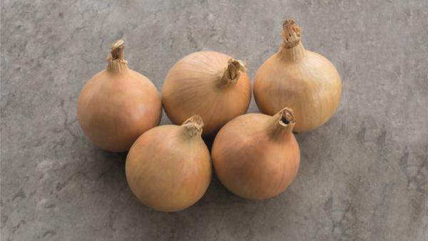 Organic Onion Hybound F1