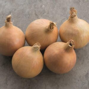 Organic Onion Hybound F1