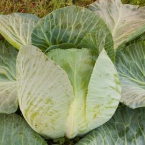 Organic Cabbage, Summer/autumn Marwei