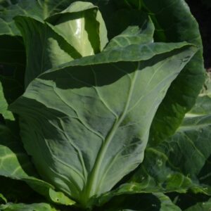 Cabbage Summer/Autumn Berns
