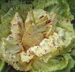 Organic Chicory Variagato di Castelfranco