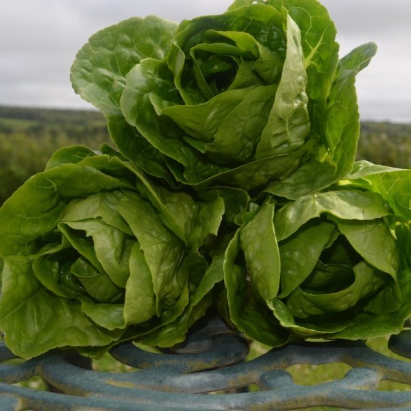 Lettuce Cos Winter Density