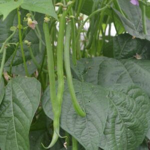 Beans (french Dwarf) Elmoro
