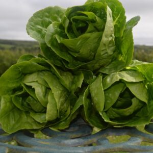 Lettuce Cos Winter Density