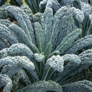 Organic Kale Black Magic