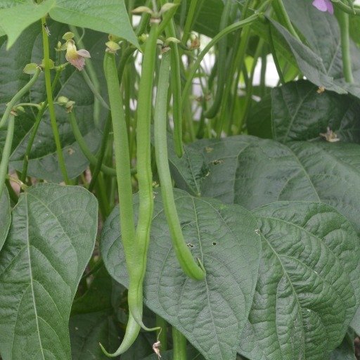 Beans (french Dwarf) Elmoro