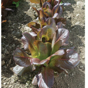 Organic Lettuce Cos Rouge d'hiver